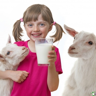 goat-vs-cow-milk_mini